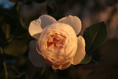 Close-up of rose flower