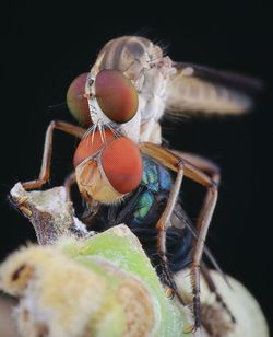 Close-up of insect