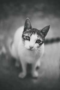 Close-up portrait of cat