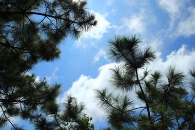 Low angle view of trees against sky