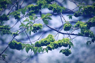 Low angle view of flower tree