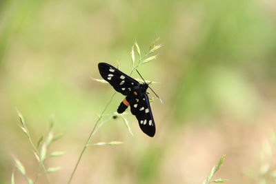 Close-up of butterfly pollinating flower