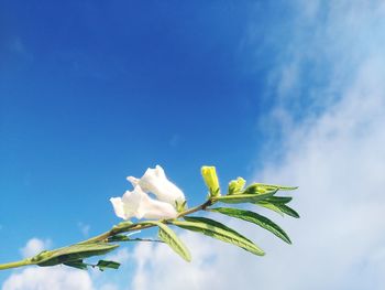 Low angle view of white flowering plant against blue sky