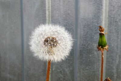 Close-up of wilted dandelion flower