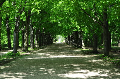 View of trees in forest