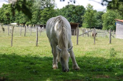 Horse grazing on field