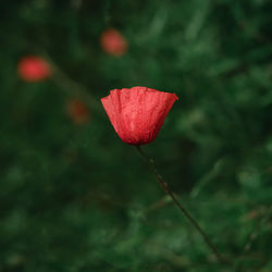 Close-up of red flower