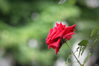 Close-up of red flowers