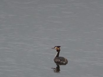 Duck swimming on lake