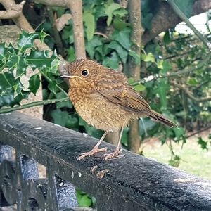 Close-up of bird perching on wood