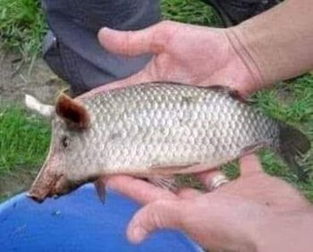 Close-up of hand holding fish