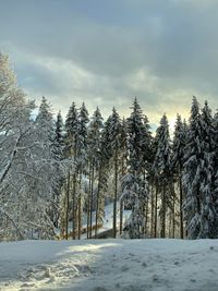 Snow covered trees in forest against sky