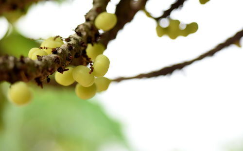 Close-up of flowering plant