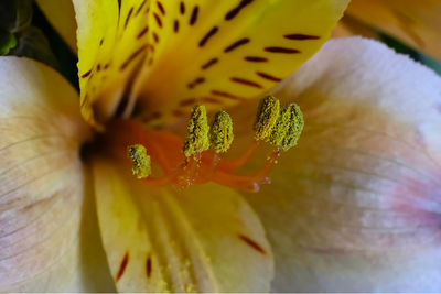 Macro shot of yellow flowering plant