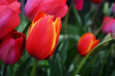 Close-up of red tulip