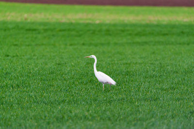 Great egret