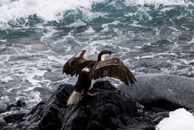 Antarctic blue eye shag perched on rocks