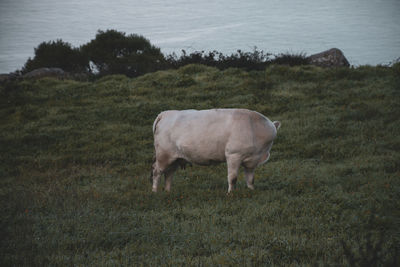 animal