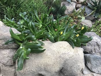 High angle view of vegetables on rock