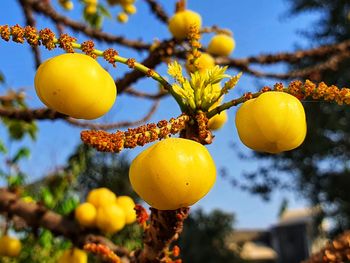Close-up of yellow fruits on tree