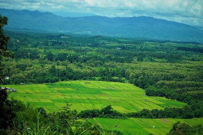 Scenic view of agricultural field