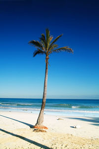 Palm tree on beach against clear blue sky