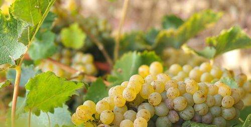 Close-up of grapes growing in vineyard