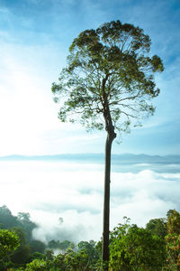 Tree against sky