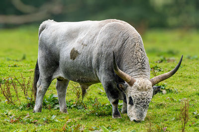 Horse grazing in a field