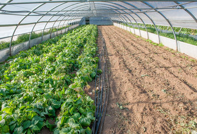 Plants growing in greenhouse