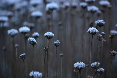 Close-up of flowering plant during winter