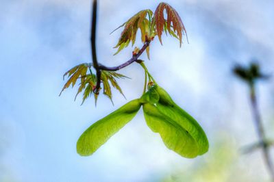 Low angle view of plant against sky
