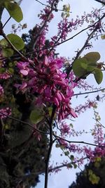 Low angle view of fruits on tree