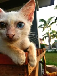 Close-up portrait of cat