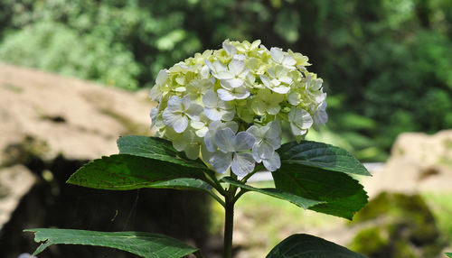 Close-up of flowering plant