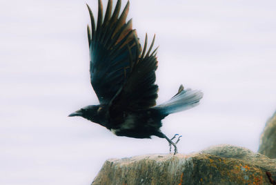 Bird flying over rock