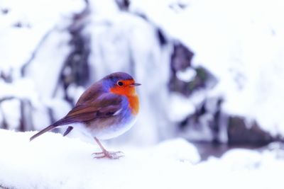 Close-up of bird perching on snow