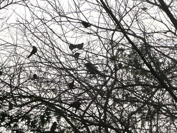 Low angle view of bird perching on tree against sky