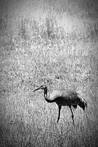 Bird on field