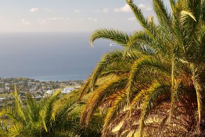 Palm tree by sea against sky