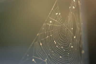 Close-up of wet spider web