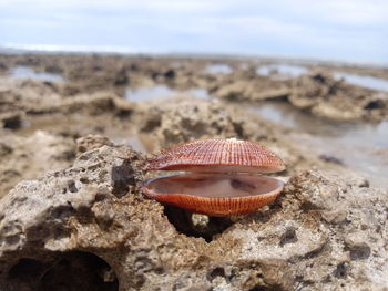 Close-up of shell on beach