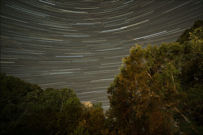 Scenic view of tree against sky at night