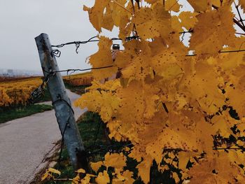 Autumn leaves on tree trunk