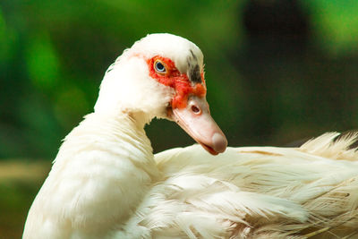 Close-up of a bird