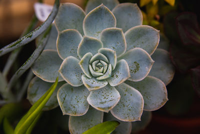 Close-up of succulent plant