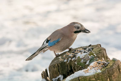 Close-up of bird perching outdoors