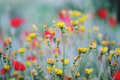 Close-up of yellow flowering plant on field