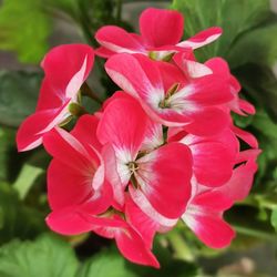 Close-up of pink flowering plant