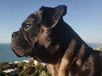 Close-up of a dog looking away